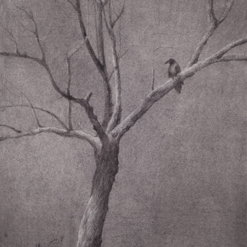 Crow On the Tree